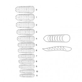 Dual Form 120 pz 12 Misure - Ricostruzione Unghie | SL